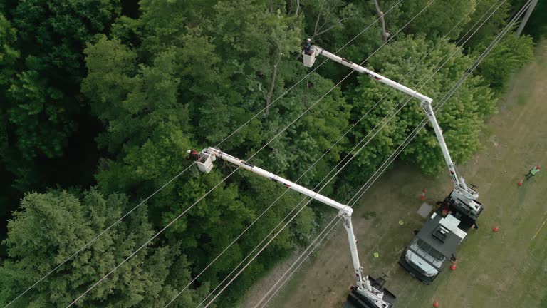 How Our Tree Care Process Works  in Houghton, NY